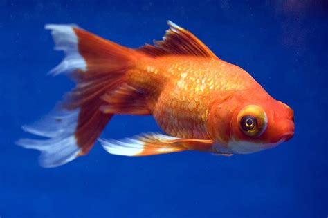 The fish were bred and crossbred, eventually producing different forms, and by the 1800s and early 1900s, goldfish were being traded across Japan, Europe, and the US. ... Butterfly Tail goldfish also come in a variety called the Butterfly Telescope goldfish or Butterfly Moor goldfish with strange, protruding eyes. Goldfish do not occur in nature.